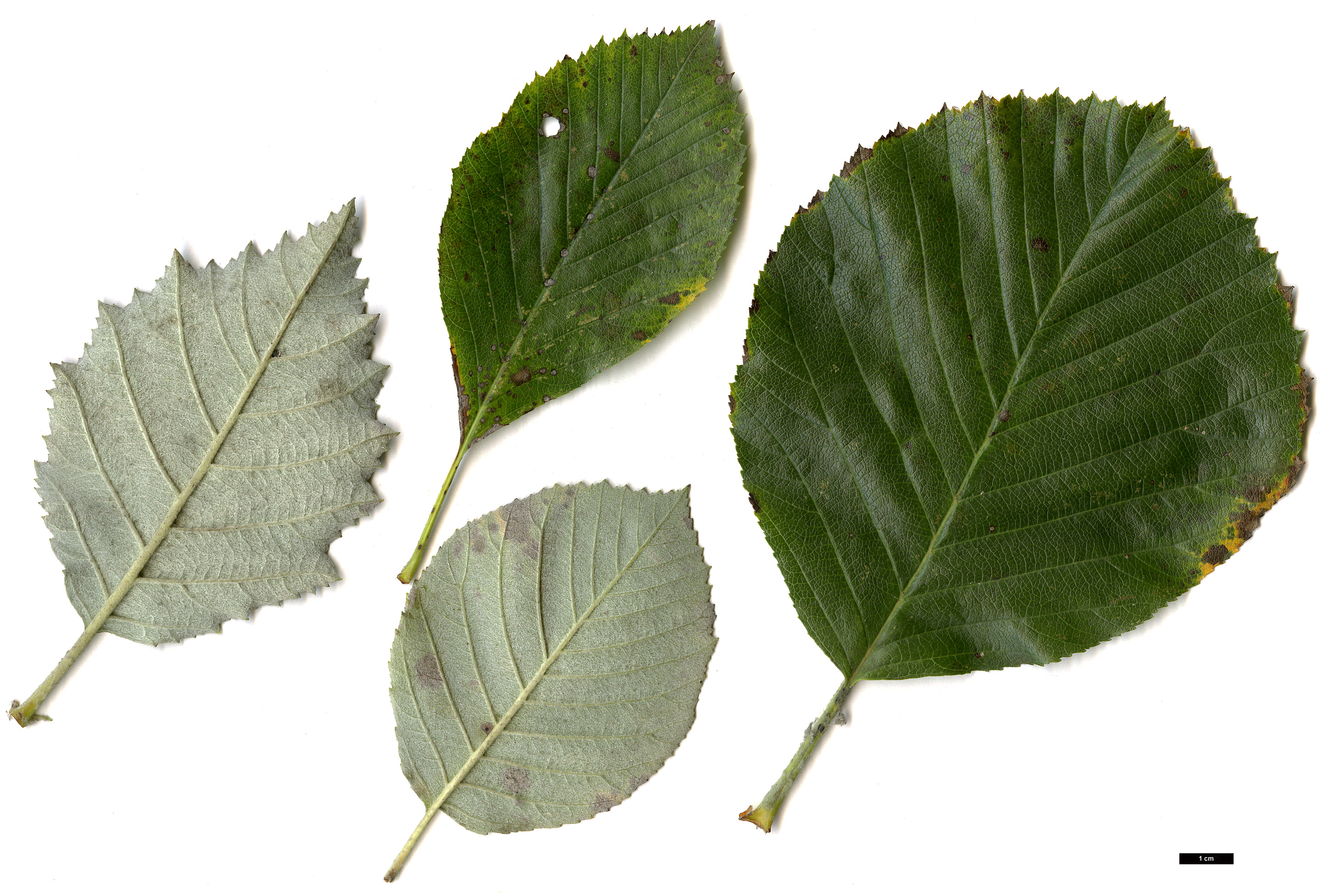 High resolution image: Family: Rosaceae - Genus: Sorbus - Taxon: ×hostii (S.chamaemespilus × S.mougeotii)